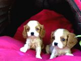 Şeker gibi cavalier king Charles Yavrularımız