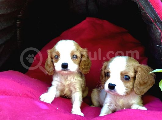 Şeker gibi cavalier king Charles Yavrularımız