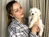 Pamuk Gibi Efsane Maltese Terrier Yavrularımız