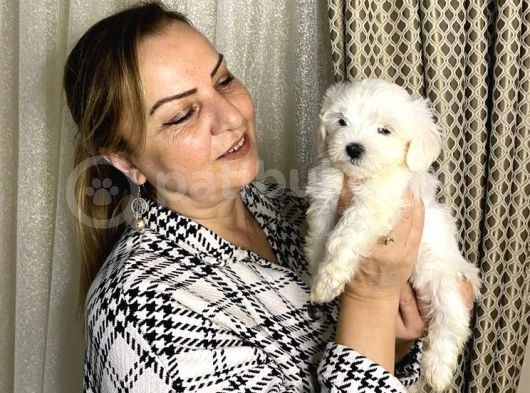 Pamuk Gibi Efsane Maltese Terrier Yavrularımız görsel