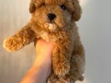 Gerçek Maltipoo Yavruları Mini Boy Mükemmel Güzellik
