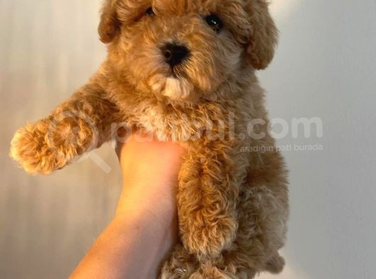 Gerçek Maltipoo Yavruları Mini Boy Mükemmel Güzellik görsel