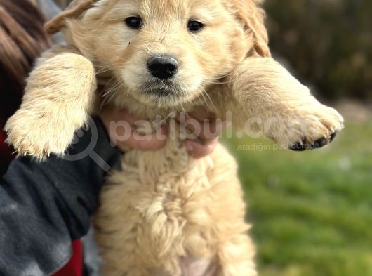 Baby Face Golden Yavrusu 45 Günlük görsel