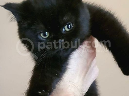 Black Bri̇ti̇sh Shorthai̇r Yavrularimiz