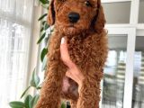 Red Brown Toy Poodle Yavrulari
