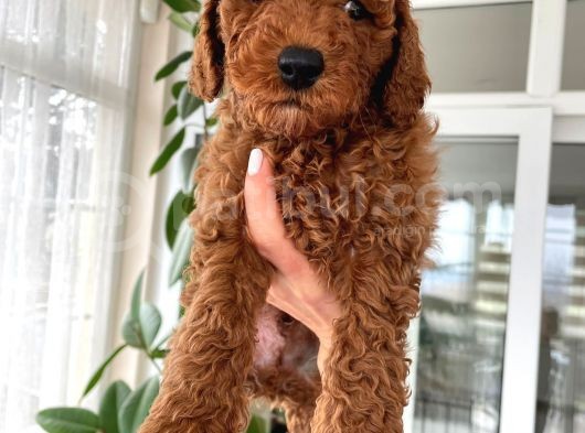 Red Brown Toy Poodle Yavrulari