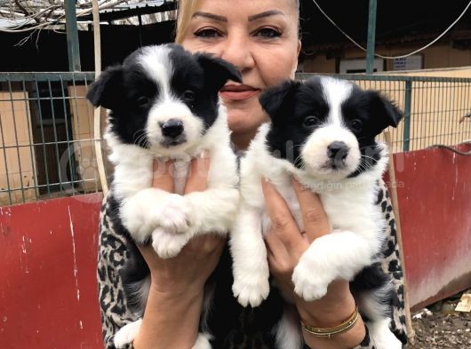 Zeki Akıllı Muhteşem Border Collie Yavrularımız görsel