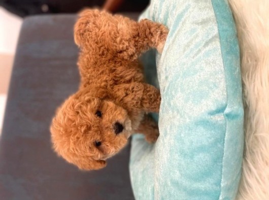 Gerçek Maltipoo Yavruları Mini Boy Mükemmel Güzellik görsel