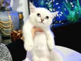 British Shorthair Lynx Point