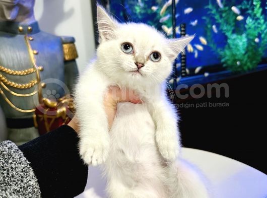 British Shorthair Lynx Point