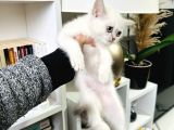 British Shorthair Lynx Point