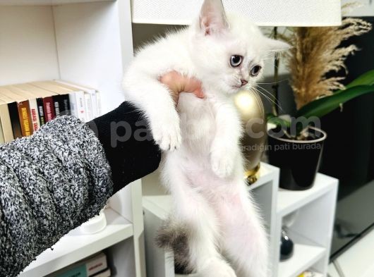 British Shorthair Lynx Point görsel