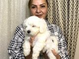 Pamuk Gibi Efsane Maltese Terrier Yavrularımız