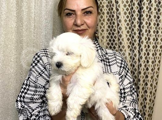 Pamuk Gibi Efsane Maltese Terrier Yavrularımız görsel