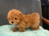 Gerçek Maltipoo Yavruları Mini Boy Mükemmel Güzellik