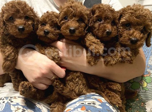 Show Görsel Toy Poodle Yavrular görsel