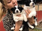 Zeki akıllı muhteşem border collie yavrularımız