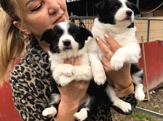 Zeki akıllı muhteşem border collie yavrularımız
