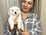 Pamuk Gibi Efsane Maltese Terrier Yavrularımız