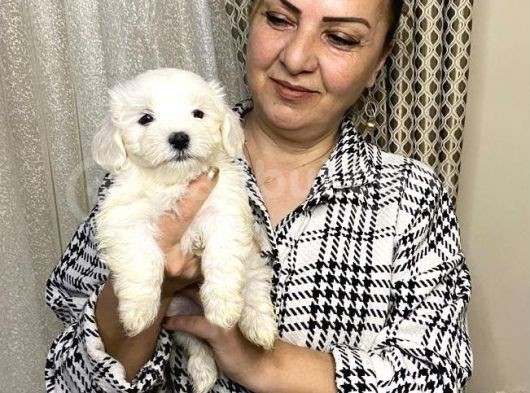 Pamuk Gibi Efsane Maltese Terrier Yavrularımız görsel