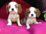 Şeker Gibi Cavalier King Charles Yavrularımız