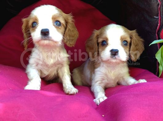 Şeker Gibi Cavalier King Charles Yavrularımız görsel