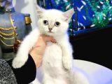 British Shorthair Lynx Point