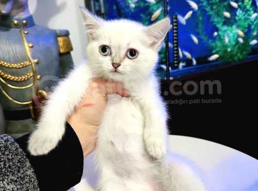 British Shorthair Lynx Point görsel