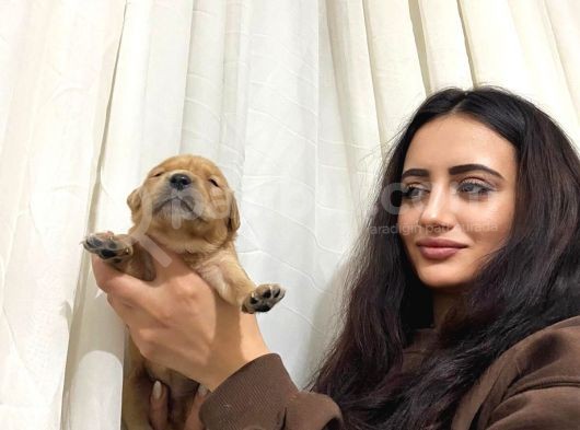 Golden Bebeğim ❤️ görsel