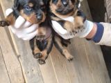 Orjinal Rottweiler Yavrularım