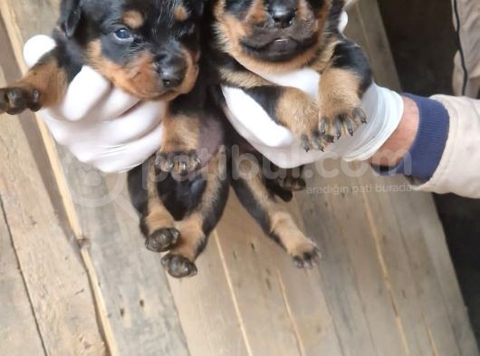 Orjinal Rottweiler Yavrularım görsel