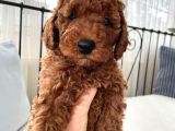 Red Brown Toy Poodle Yavrulari