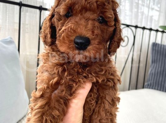 Red Brown Toy Poodle Yavrulari görsel