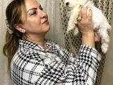 Pamuk Gibi Efsane Maltese Terrier Yavrularımız