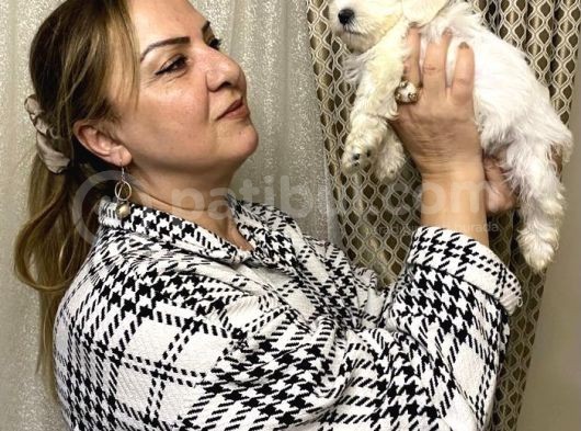 Pamuk Gibi Efsane Maltese Terrier Yavrularımız görsel