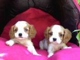 Şeker Gibi Cavalier King Charles Yavrularımız