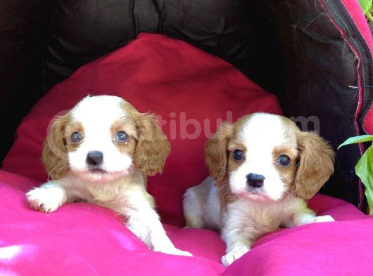 Şeker Gibi Cavalier King Charles Yavrularımız görsel
