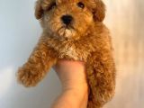 Gerçek Maltipoo Yavruları Mini Boy Mükemmel Güzellik