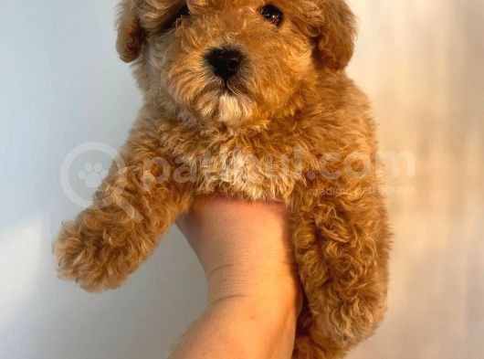 Gerçek Maltipoo Yavruları Mini Boy Mükemmel Güzellik görsel