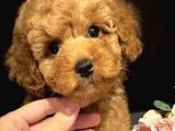Xxs Toy Poodle Di̇şi̇&Erkek En İyi̇ Görsel