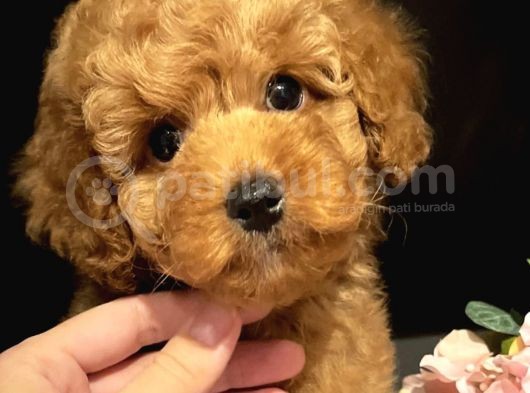 Xxs Toy Poodle Di̇şi̇&Erkek En İyi̇ Görsel görsel