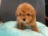 Gerçek Maltipoo Yavruları Mini Boy Mükemmel Güzellik