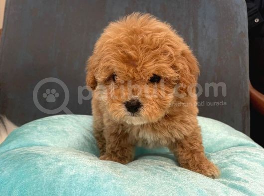 Gerçek Maltipoo Yavruları Mini Boy Mükemmel Güzellik görsel