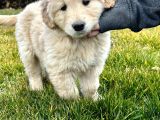 Baby Face Golden Yavrusu 45 Günlük