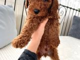 Red Brown Toy Poodle Yavrulari