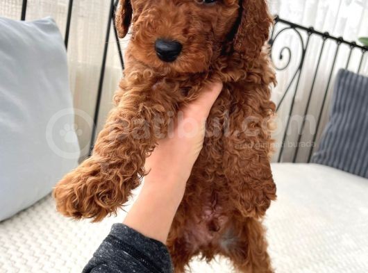 Red Brown Toy Poodle Yavrulari görsel