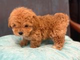 Gerçek Maltipoo Yavruları Mini Boy Mükemmel Güzellik