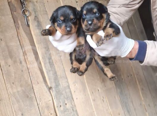 Orjinal Rottweiler Yavrularım