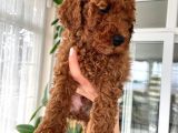 Red Brown Toy Poodle Yavrulari