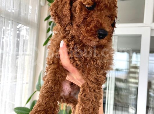 Red Brown Toy Poodle Yavrulari görsel